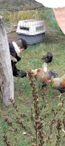 Ferienbetreuung Herbst 2025